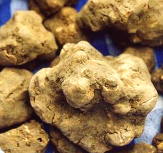 Fiera Nazionale del Tartufo Montiglio Monferrato 2026
