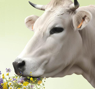 Fiera Primaverile Carmagnola 2026