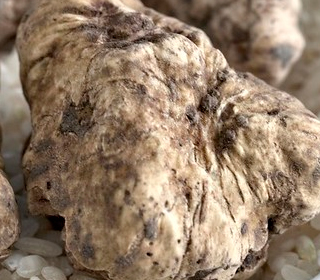 Sagra Fiera Regionale del Tartufo Cortazzone 2023