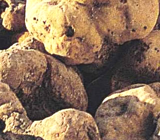 Fossa Tartufo & Venere Mondaino (RN) Emilia-Romagna 2023