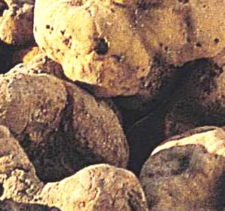 Fossa Tartufo & Venere Mondaino 2025