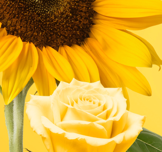 Franciacorta in Fiore Bornato 2026