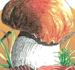 Fungo in Festa Giaveno (TO) 2025