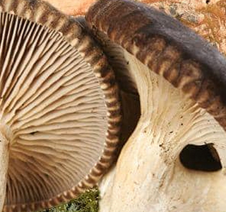 Il Cardoncello Novello Gravina in Puglia 2025