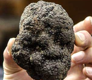 Il Tartufo tra i Sapori d'Autunno Capizzi 2023