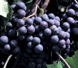 La Vendemmia e le sue Tradizioni Viagrande 2023