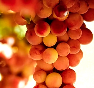La Vendemmia e le sue Tradizioni Viagrande 2025