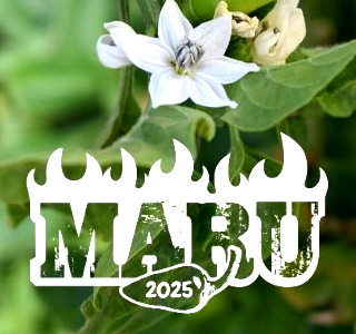 MARU il Peperoncino in festa Ruffano 2025
