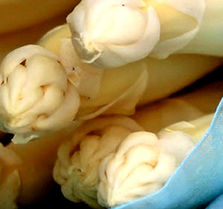 Mostra dell'Asparago Zero Branco 2026