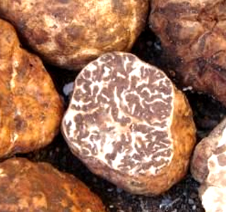 Mostra Mercato del Tartufo Marzuolo Cigoli 2026