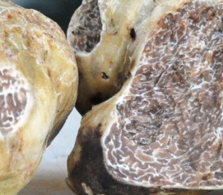 Mostra Mercato del Tartufo Marzuolo San Giovanni d'Asso 2023