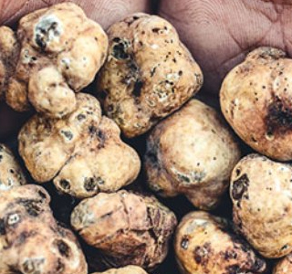 Mostra Mercato del Tartufo Marzuolo Volterra 2026