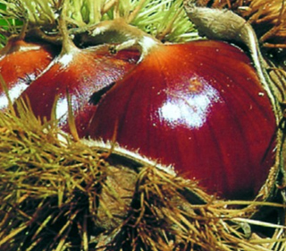 Mostra Mercato Marroni del Monfenera Pederobba 2023