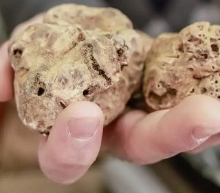 Mostra Nazionale del Tartufo Bianco Sant'Angelo in Vado 2023