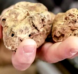 Mostra Nazionale del Tartufo Bianco Sant'Angelo in Vado 2026