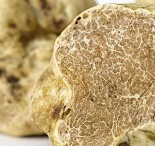 Mostra Regionale del Tartufo Acqui Terme 2025