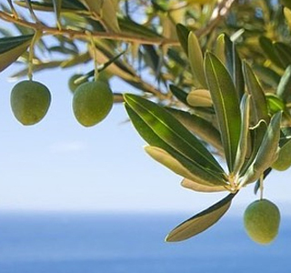 OliOliva Imperia 2026