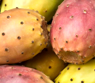 Opuntia Ficus - indica Fest Roccapalumba 2023
