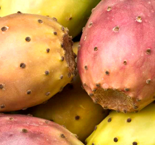 Opuntia Ficus - indica Fest Roccapalumba 2026