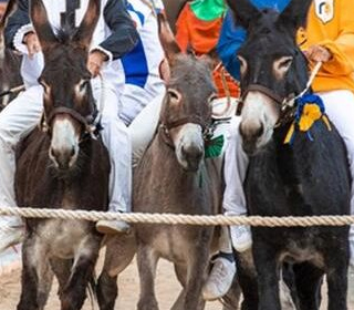 Palio dei Somari Torrita di Siena (SI) 2024