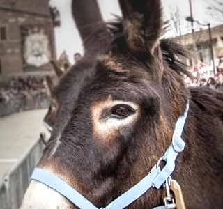 Palio dei Somari Torrita di Siena 2026