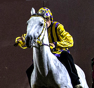 Palio di Ferrara 2026