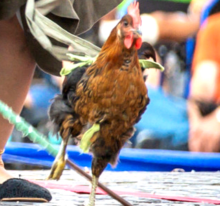 Palio di Isola Dovarese 2025