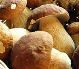 Porcelli e Porcini Caronia 2023