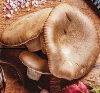 Rassegna de s'Antunna Macomer 2025