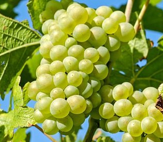 Revival Uva e Vino Montonico Bisenti 2023