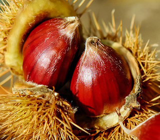 Sagra Colori e Sapori d'Autunno Nole 2023
