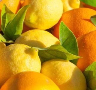 Sagra degli Agrumi Zerfaliu 2026