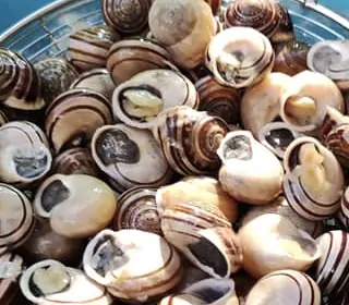Sagra dei Ciammaruchigli Guadagnolo 2024