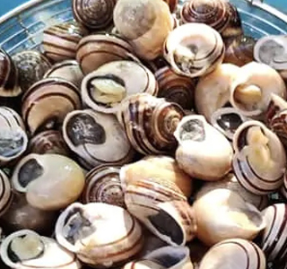 Sagra dei Ciammaruchigli Guadagnolo 2025