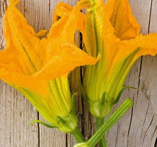 Sagra dei Fiori di Zucca Fimon 2026