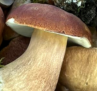 Sagra dei Funghi Orbetello Scalo 2025