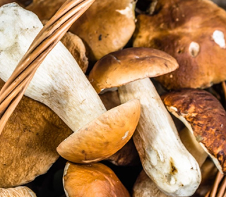 Sagra dei Porcini Senago 2023