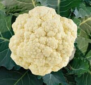 Sagra del Brocolo Novaglie di Verona 2026