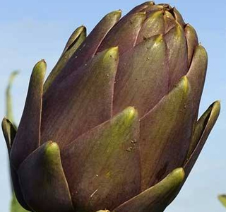 Sagra del Carciofo Cerda 2026