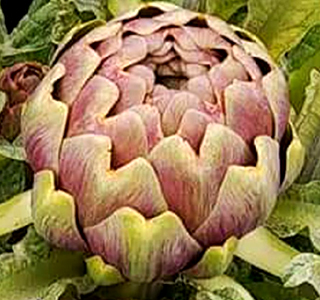 Sagra del Carciofo di Pietrelcina 2026