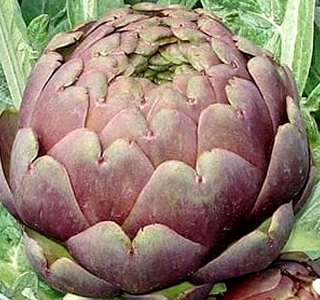 Sagra del Carciofo Empolese Pozzale Case Nuove 2026