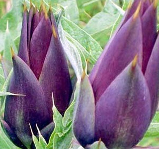 Sagra del Carciofo Moretto Brisighella 2026