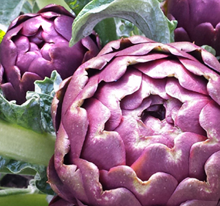 Sagra del Carciofo Ramacca 2026