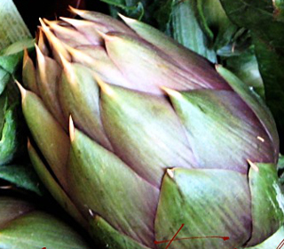 Sagra del Carciofo Uri (SS) 2024