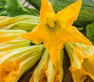 Sagra del Fiore di Zucca San Rufo (SA) 2024