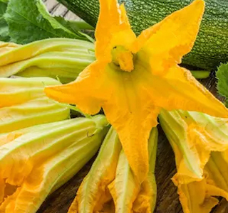 Sagra del Fiore di Zucca San Rufo 2025
