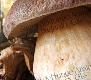 Sagra del Fungo Amiatino Bagnolo di Santa Fiora 2023