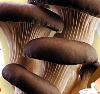 Sagra del Fungo Cardoncello e della Carne di Cinghiale Cassano delle Murge 2025