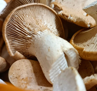 Sagra del Fungo Cardoncello Poggiorsini 2025