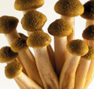 Sagra del Fungo Chiodino Dello 2025